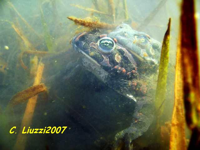 Smeraldini: un po'' di foto.......